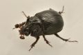 Odonteus armiger